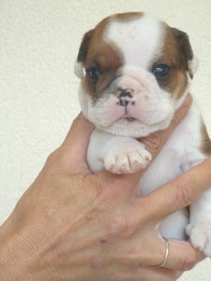 Les chiots de Bulldog Anglais