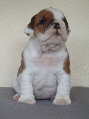 Les chiots de Bulldog Anglais