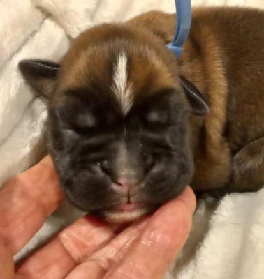 Les chiots de Boxer
