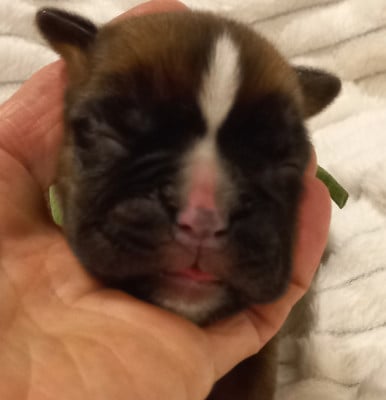 Les chiots de Boxer