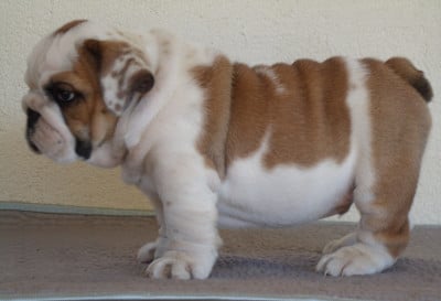 Les chiots de Bulldog Anglais