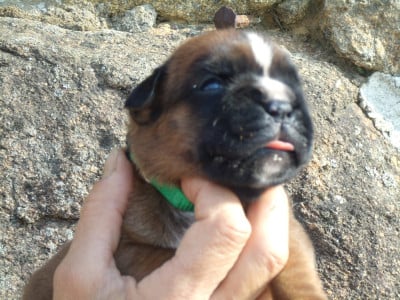 Les chiots de Boxer