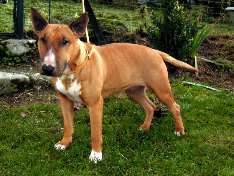 Dixie ulfie's des Prés D'Hermare