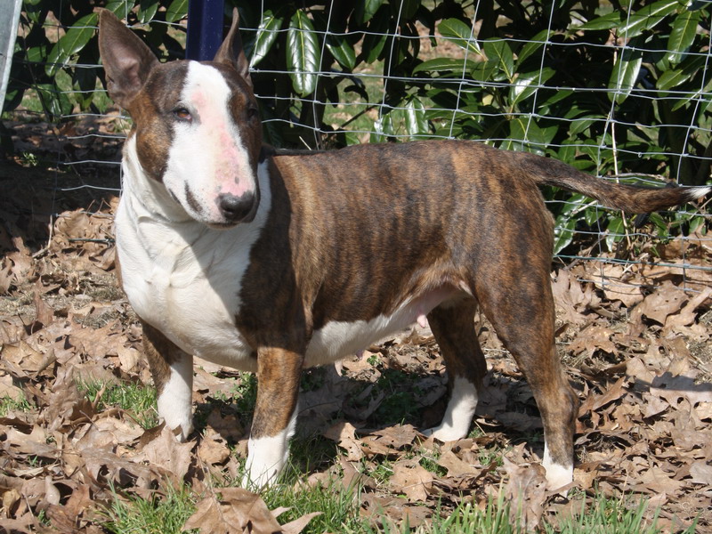 Brindle bloom dite boon des Prés D'Hermare