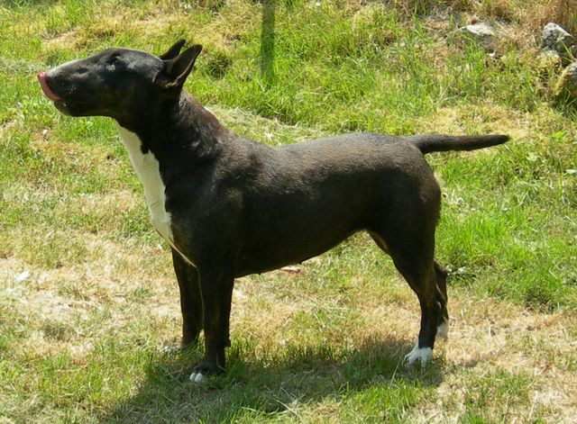 U're a magic black michaela des Prés D'Hermare