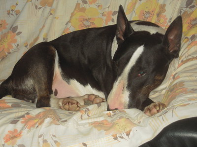 Vésuve eruption of love des Prés D'Hermare