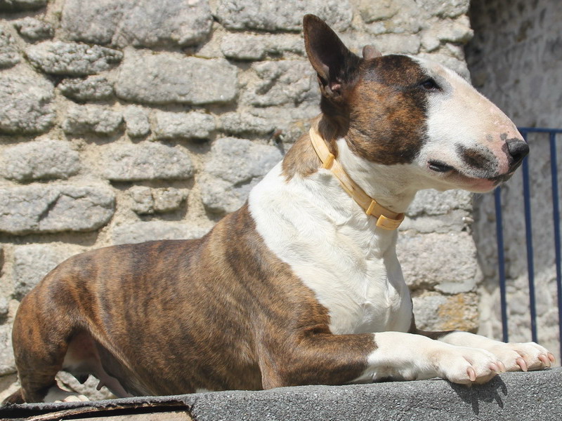 Brindle bloom dite boon des Prés D'Hermare