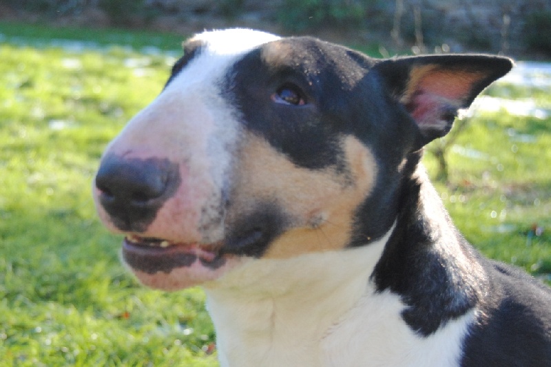 Gaya dixie's des Prés D'Hermare