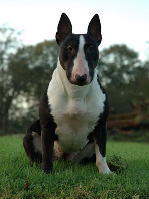 Vésuve eruption of love des Prés D'Hermare