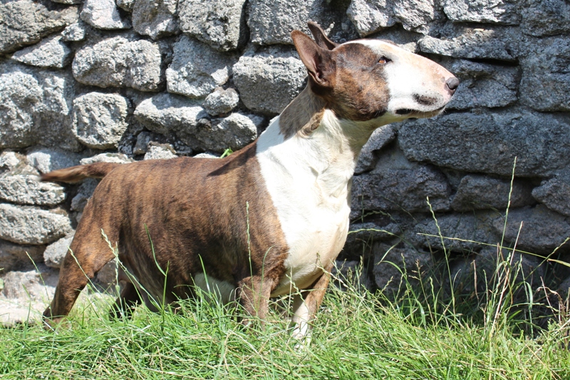 Brindle bloom dite boon des Prés D'Hermare