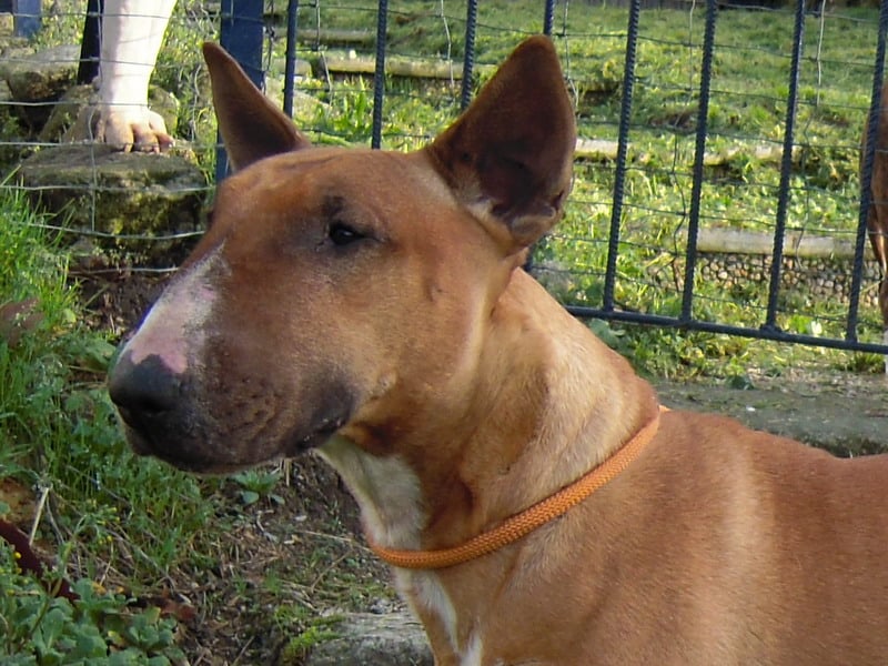 Dixie ulfie's des Prés D'Hermare