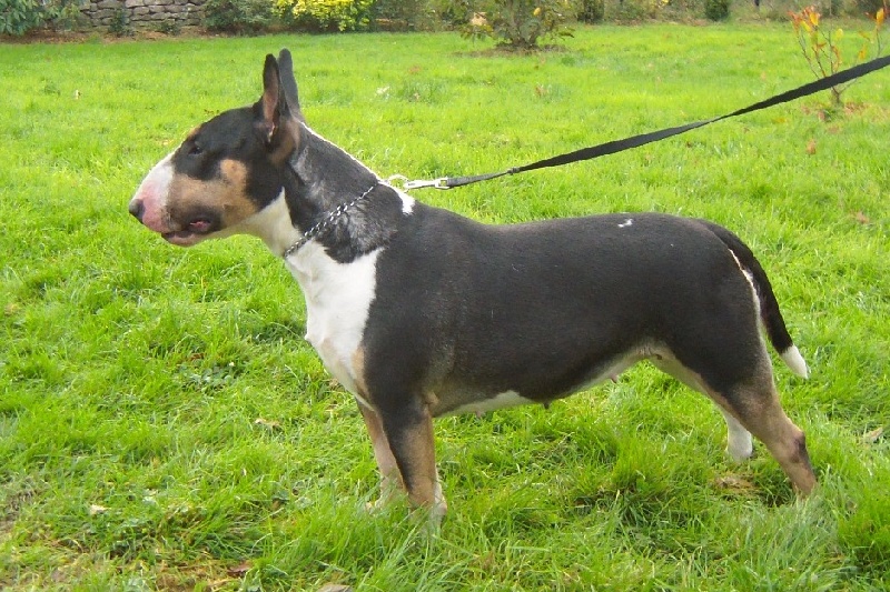 Gaya dixie's des Prés D'Hermare