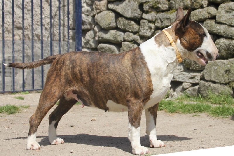 Brindle bloom dite boon des Prés D'Hermare