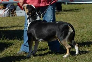 Gaya dixie's des Prés D'Hermare