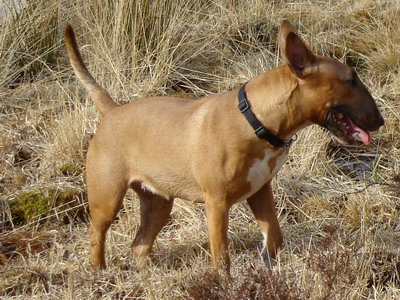 Dixie ulfie's des Prés D'Hermare