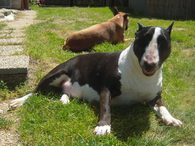 Vésuve eruption of love des Prés D'Hermare