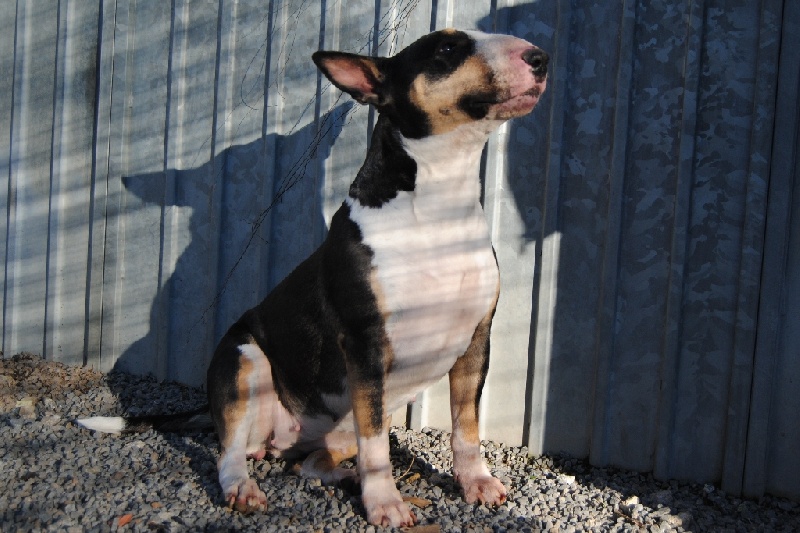 Gaya dixie's des Prés D'Hermare