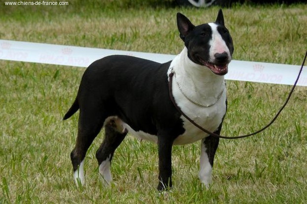 Vésuve eruption of love des Prés D'Hermare - Excellent en classe ouverte