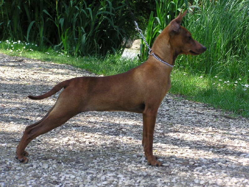 Publication : Des Pinscheboules Auteur : virginie lagersie