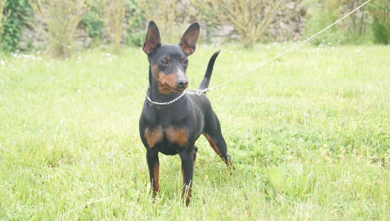 Publication : Des Pinscheboules