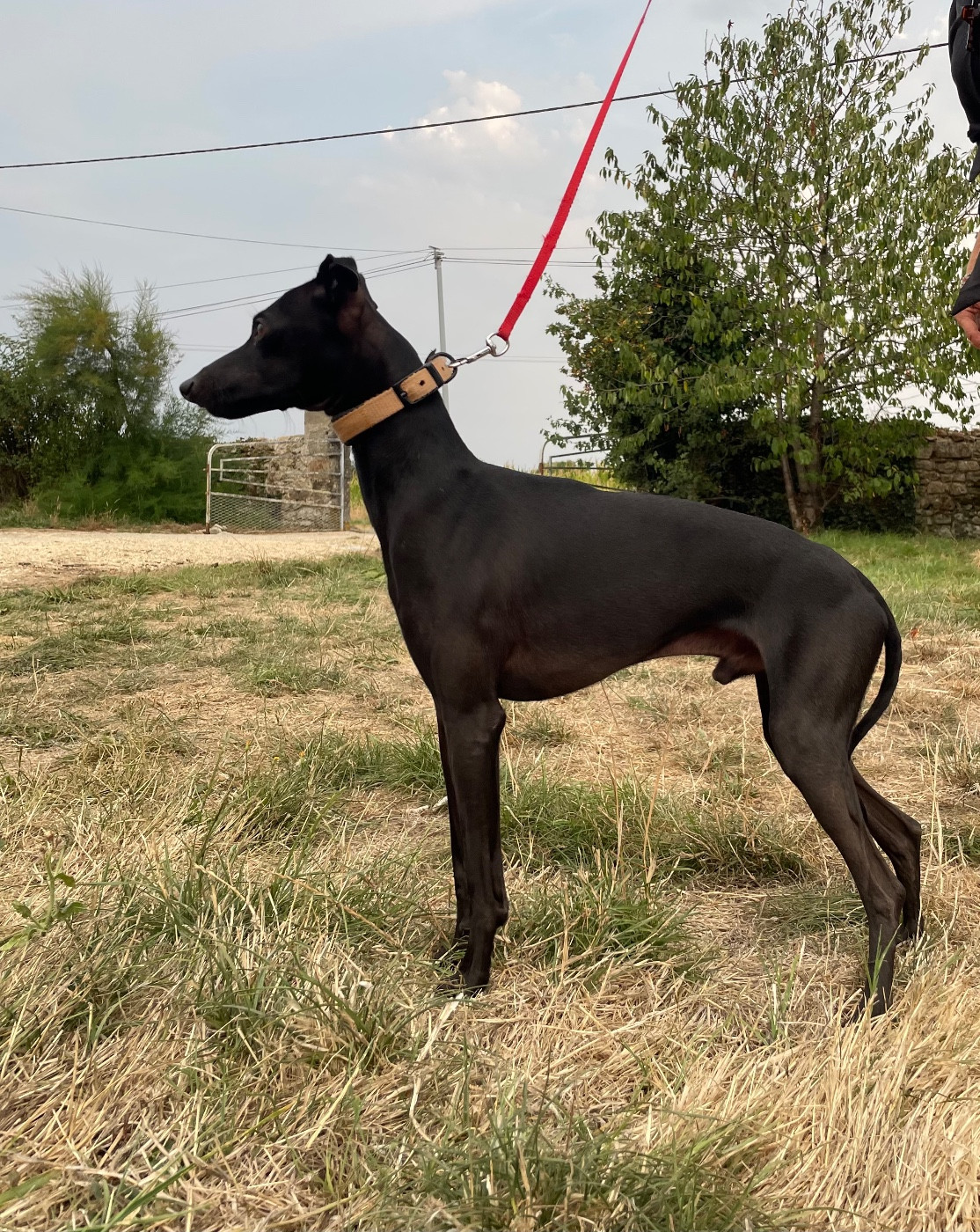 CH. Black Baraka Trussardi