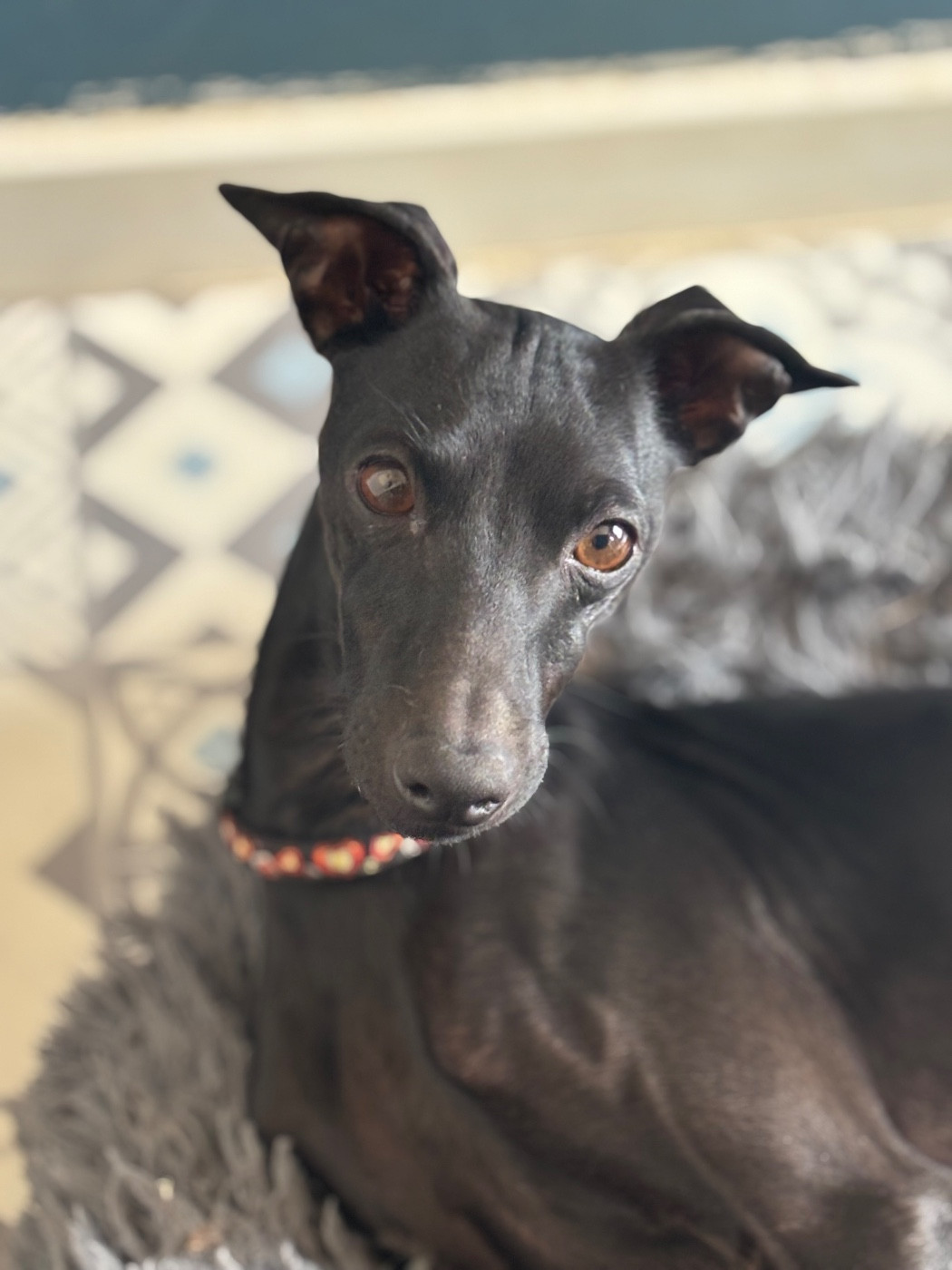 CH. Black Baraka Trussardi