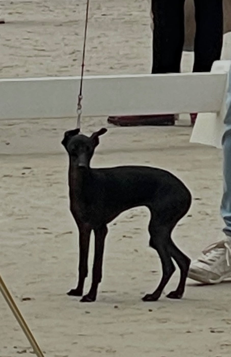 Unique Égérie De La Ribière Des Brumes