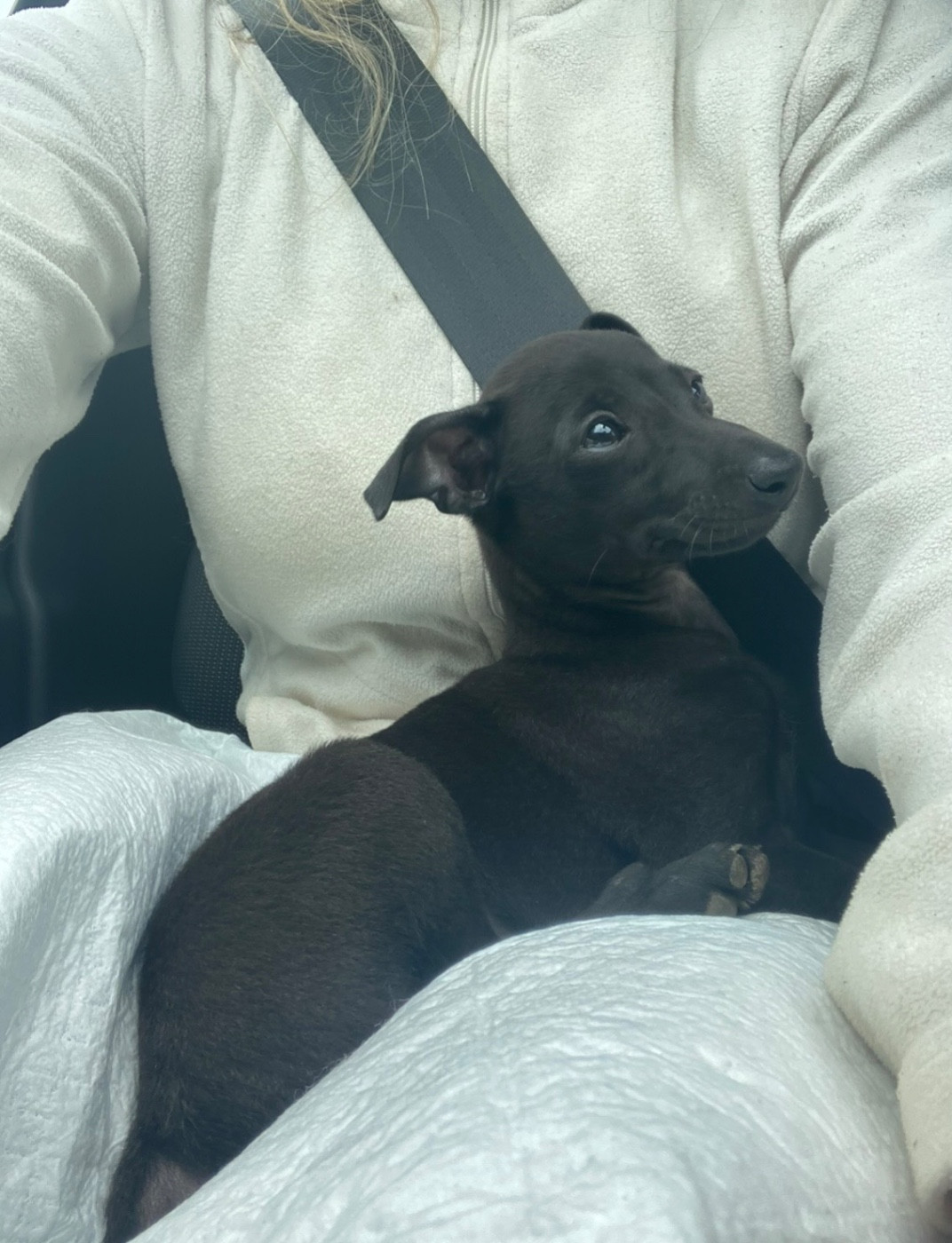 Unique Égérie De La Ribière Des Brumes