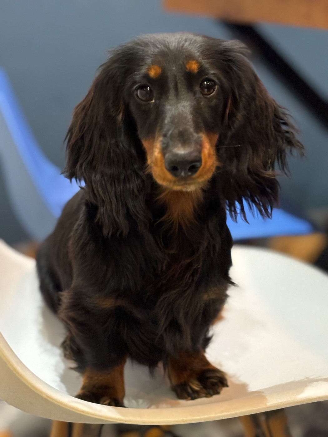 Azumi Des Pinscheboules