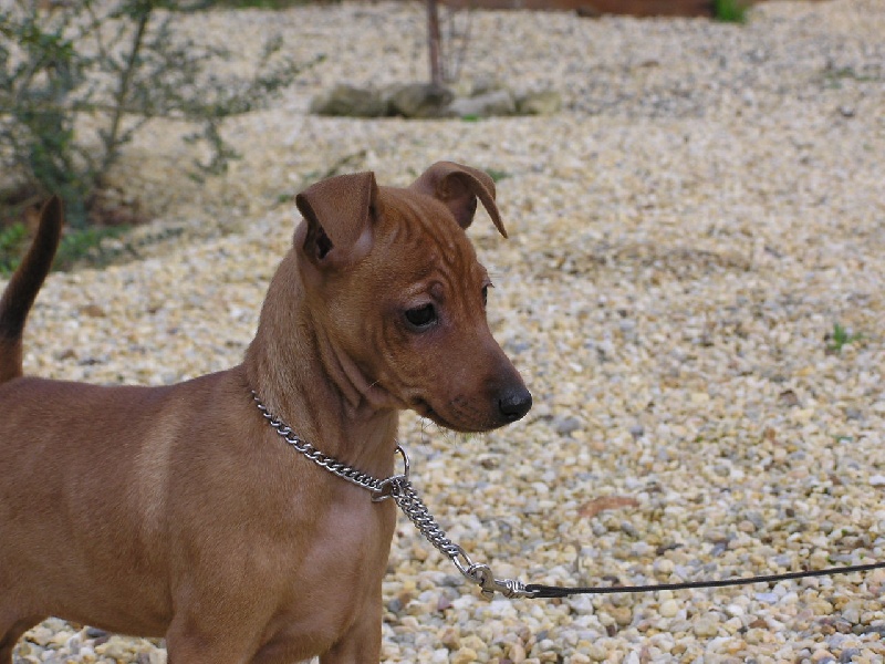 Publication : Des Pinscheboules Auteur : virginie lagersie