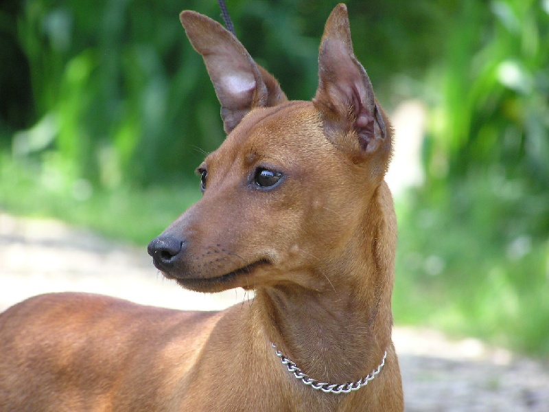 Publication : Des Pinscheboules Auteur : virginie lagersie