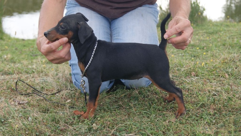 Publication : Des Pinscheboules Auteur : virginie Lagersie