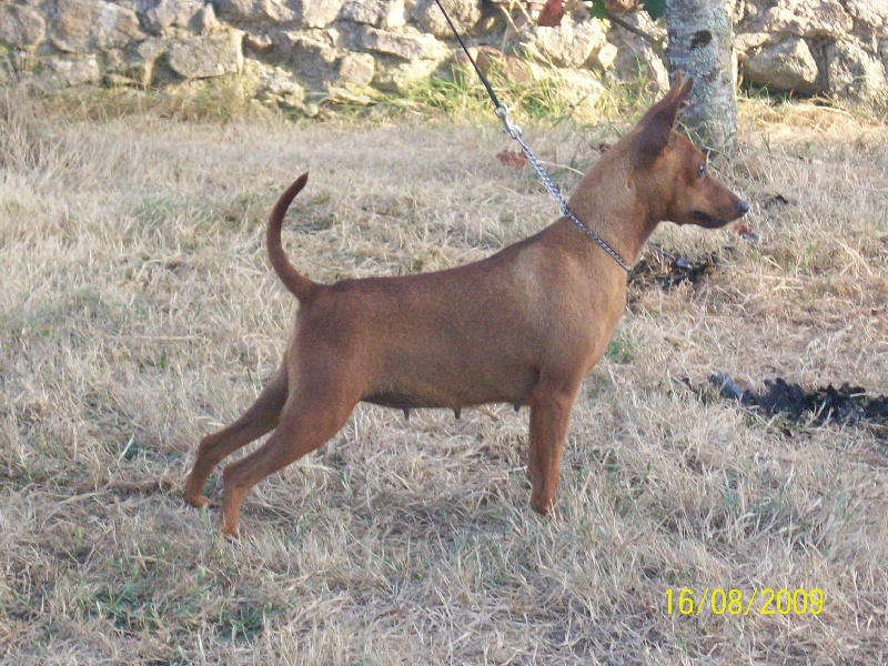 Publication : Des Pinscheboules Auteur : virginie lagersie
