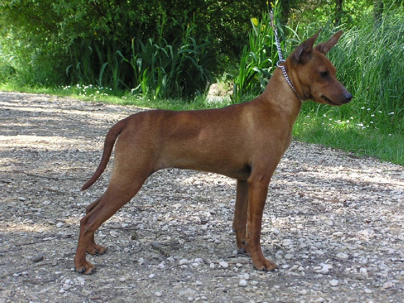 Publication : Des Pinscheboules Auteur : virginie lagersie