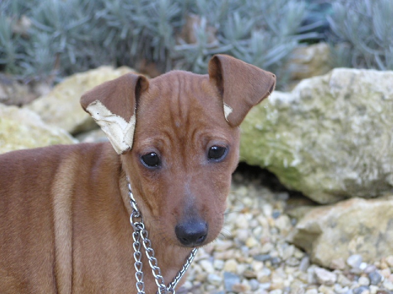 Publication : Des Pinscheboules Auteur : virginie lagersie
