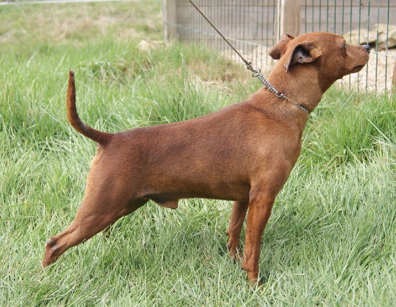 Publication : Des Pinscheboules Auteur : virginie Lagersie