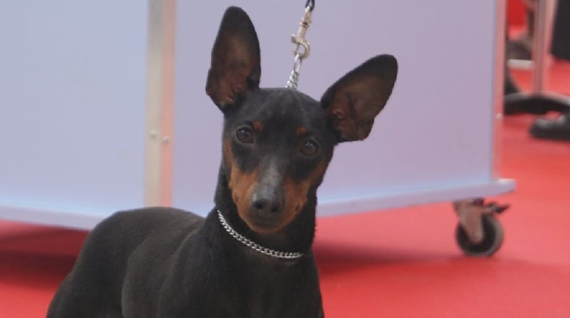 Publication : Des Pinscheboules