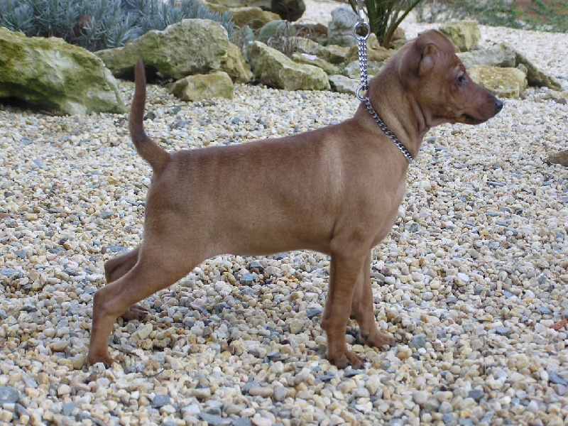 Publication : Des Pinscheboules Auteur : virginie lagersie