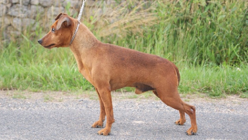 Publication : Des Pinscheboules Auteur : virginie Lagersie