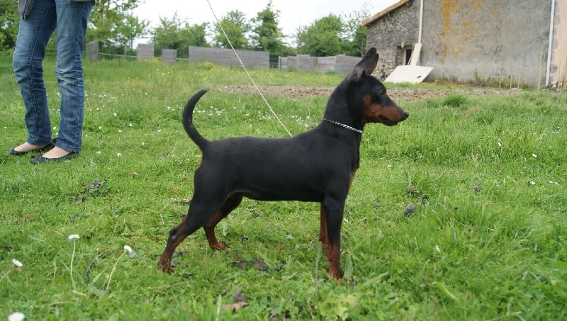 Publication : Des Pinscheboules