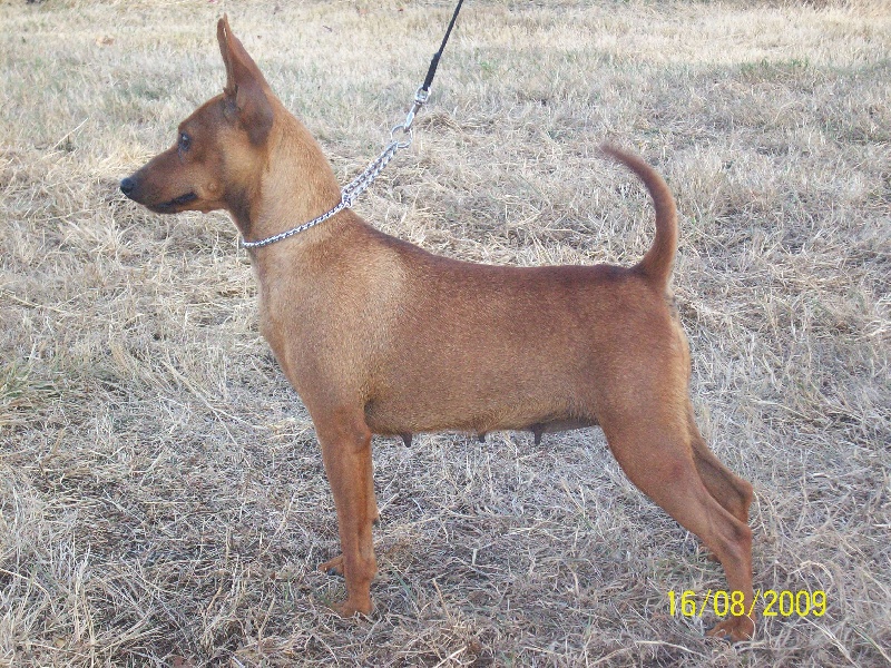 Publication : Des Pinscheboules Auteur : virginie lagersie