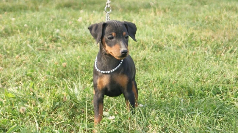 Publication : Des Pinscheboules Auteur : virginie Lagersie