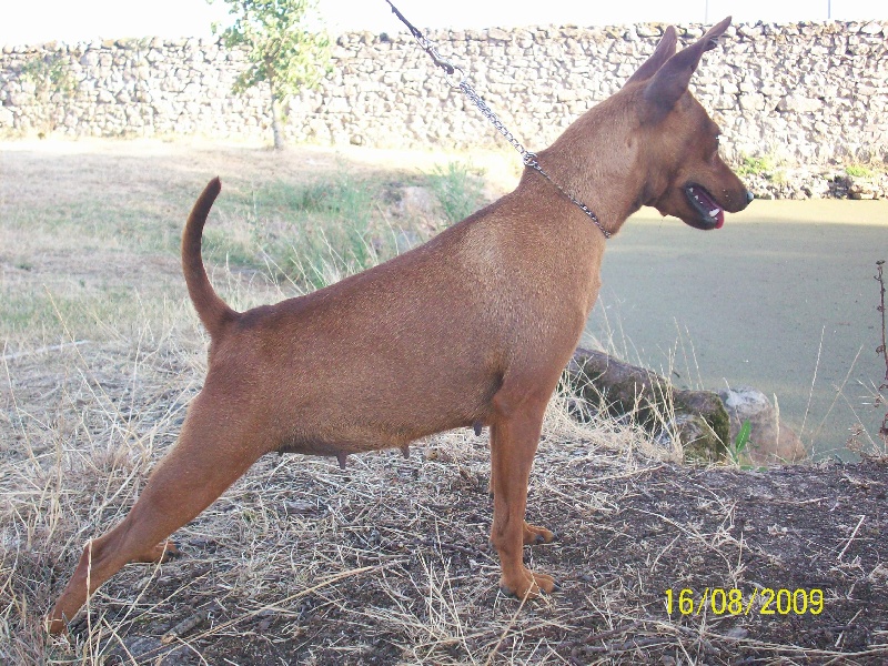 Publication : Des Pinscheboules Auteur : virginie lagersie