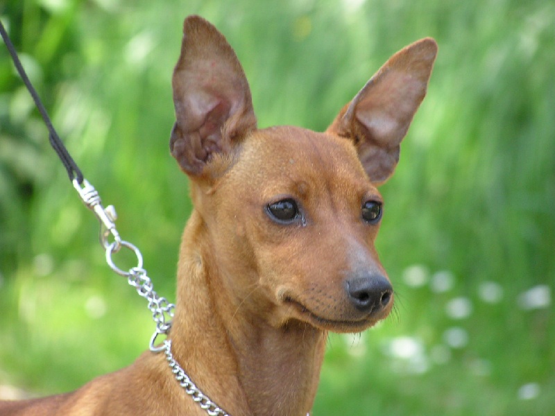 Publication : Des Pinscheboules Auteur : virginie lagersie