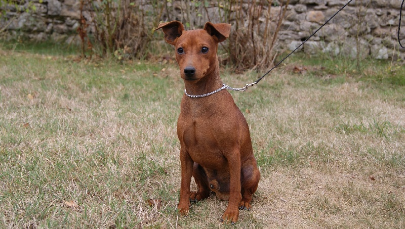 Publication : Des Pinscheboules Auteur : virginie Lagersie