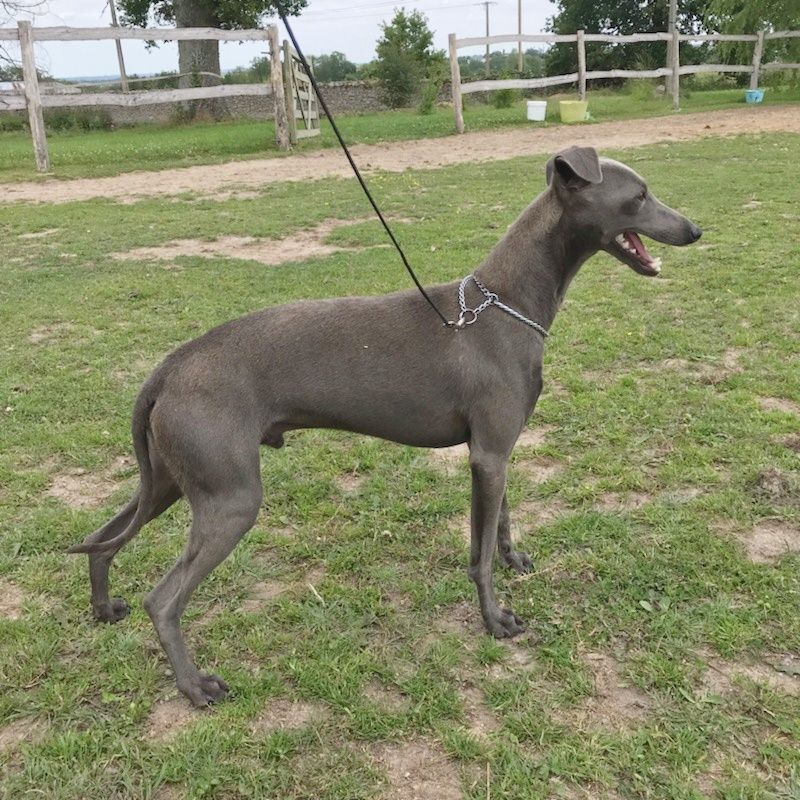 Publication : Des Pinscheboules Auteur : virginie lagersie