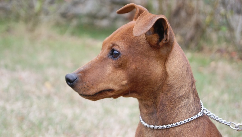 Publication : Des Pinscheboules Auteur : virginie Lagersie