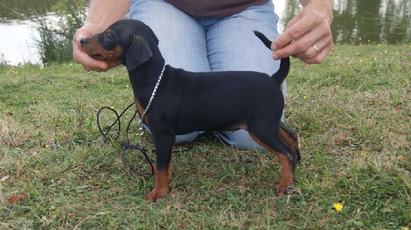 Publication : Des Pinscheboules Auteur : virginie Lagersie