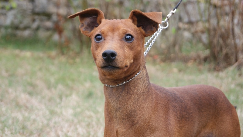 Publication : Des Pinscheboules Auteur : virginie Lagersie