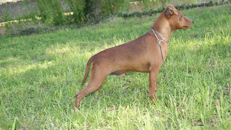 Publication : Des Pinscheboules Auteur : virginie Lagersie